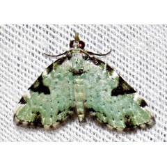 /filer/webapps/moths/media/images/N/nimipunctata_Piercia_A_Braun_04.jpg