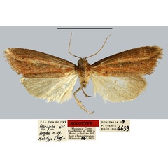 /filer/webapps/moths/media/images/S/sogai_Acrapex_HT_MNHN.jpg