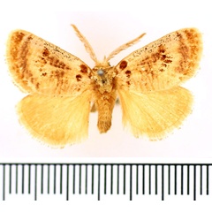 /filer/webapps/moths/media/images/L/lacides_Lepidorytis_AM_BMNH.jpg