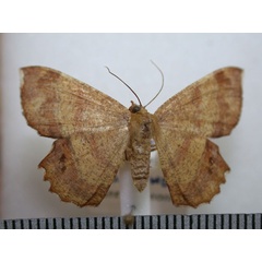 /filer/webapps/moths/media/images/A/albosignata_Erastria_A_Revell_02.jpg