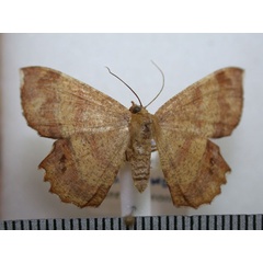 /filer/webapps/moths/media/images/A/albosignata_Erastria_A_Revell_02.jpg