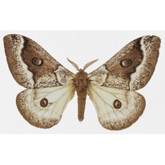 /filer/webapps/moths/media/images/T/terpsichore_Usta_AM_Basquina.jpg