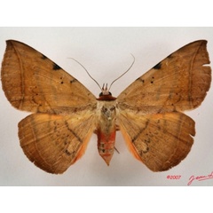 /filer/webapps/moths/media/images/C/capensis_Hypopyra_A_Alberta_01.JPG