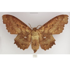 /filer/webapps/moths/media/images/G/gerstaeckeri_Mimopacha_AF_TMSA.jpg