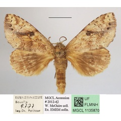 /filer/webapps/moths/media/images/B/brunneomixta_Alenophalera_A_MGCLa_01.JPG