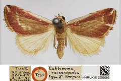 Honeyania roseocincta