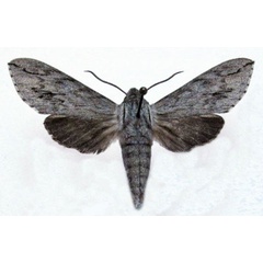 /filer/webapps/moths/media/images/J/juniperi_Oligographa_AM_Basquin.jpg