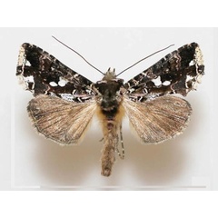 /filer/webapps/moths/media/images/T/telaugea_Thysanoplusia_A_X.jpg