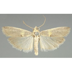 /filer/webapps/moths/media/images/S/sergienkoi_Oxybia_PTM_TMSA.jpg