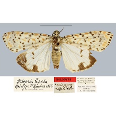 /filer/webapps/moths/media/images/L/lepida_Deiopeia_HT_MNHN.jpg