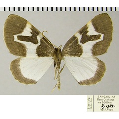 /filer/webapps/moths/media/images/M/meruana_Haplolabida_AM_ZSMa.jpg