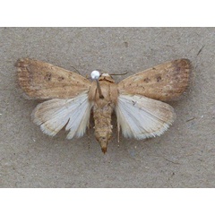 /filer/webapps/moths/media/images/S/singula_Athetis_A_Butler.jpg