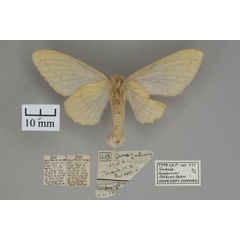 /filer/webapps/moths/media/images/L/lambourni_Trabala_PTF_OUMNHb_02.jpg