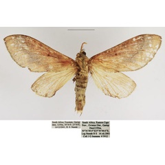 /filer/webapps/moths/media/images/M/madibirense_Streblote_AF_TMSA.jpg