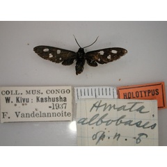 /filer/webapps/moths/media/images/A/albobasis_Amata_HT_RMCA_01.jpg