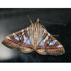 /filer/webapps/moths/media/images/S/stolalis_Glyphodes_A_Roland_12.jpg