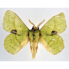/filer/webapps/moths/media/images/L/lambourni_Trabala_AM_NHMO.jpg