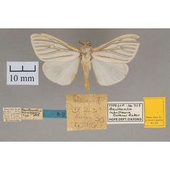 /filer/webapps/moths/media/images/R/rubrifemora_Acanthartia_HT_OUMNH_01.jpg