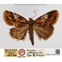 /filer/webapps/moths/media/images/A/albiplagiata_Negeta_HT_NHMUK.jpg