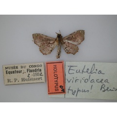 /filer/webapps/moths/media/images/V/viridacea_Eutelia_HT_RMCA_02.jpg