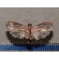 /filer/webapps/moths/media/images/P/peltastica_Cryptophlebia_A_Goffb_01.jpg