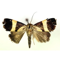 /filer/webapps/moths/media/images/P/purpurea_Neonegeta_A_RMCA.jpg