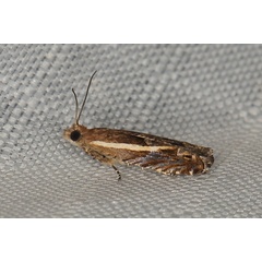/filer/webapps/moths/media/images/S/salticola_Eucosmocydia_A_Heyns_01.JPG