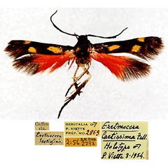 /filer/webapps/moths/media/images/L/laetissima_Eretmocera_LT_BMNHa.jpg