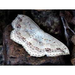 /filer/webapps/moths/media/images/N/nemorivagata_Scopula_A_Braun.jpg