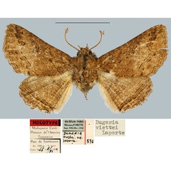 /filer/webapps/moths/media/images/V/viettei_Dugaria_HT_MNHN.jpg