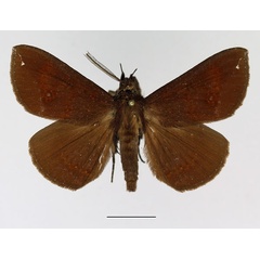 /filer/webapps/moths/media/images/V/vacillans_Facidia_AM_Basquin_01.jpg