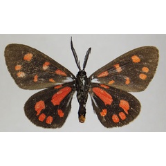 /filer/webapps/moths/media/images/S/sanguinarea_Terina_AM_ZSMb.jpg