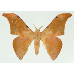 /filer/webapps/moths/media/images/S/subuelense_Orthogonioptilum_AM_Basquin.jpg