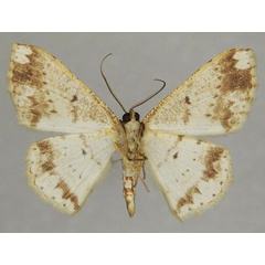 /filer/webapps/moths/media/images/A/ansorgei_Luxiaria_AM_ZSMb.jpg