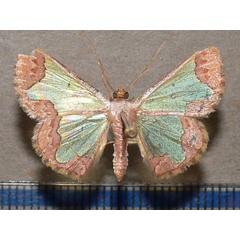 /filer/webapps/moths/media/images/P/protrusa_Zamarada_A_Goff_01.jpg