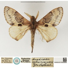 /filer/webapps/moths/media/images/S/sahariensis_Anadiasa_STM_NHMUK_01.jpg
