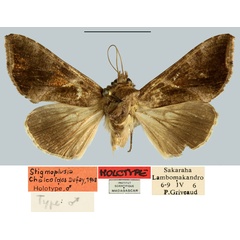 /filer/webapps/moths/media/images/C/chalcoides_Plusia_HT_MNHN.jpg