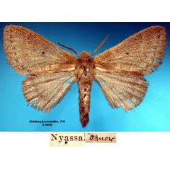 /filer/webapps/moths/media/images/F/fusca_Philotherma_STF_SNHMa.jpg