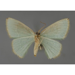 /filer/webapps/moths/media/images/I/intensa_Costomolopsis_A_ZSM_02.jpg