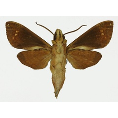 /filer/webapps/moths/media/images/C/camerounensis_Antinephele_AM_Basquin_02b.jpg