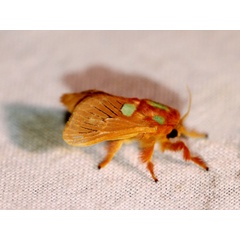 /filer/webapps/moths/media/images/K/kitale_Delorhachis_A_Wursten.jpg