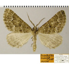 /filer/webapps/moths/media/images/M/moerdycki_Parortholitha_HT_ZSMa.jpg