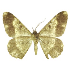 /filer/webapps/moths/media/images/T/thomensis_Afroracotis_HT_ANHRTb.jpg