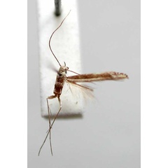 /filer/webapps/moths/media/images/P/praestricta_Metacercops_HT_TMSA338.jpg