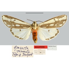 /filer/webapps/moths/media/images/V/venusta_Amsacta_AT_MNHN.jpg