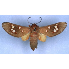 /filer/webapps/moths/media/images/P/punctata_Balacra_PT_RBINS_01.jpg