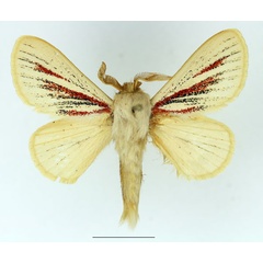 /filer/webapps/moths/media/images/N/nigrolineata_Grammodora_AM_Basquin_02.jpg