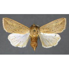 /filer/webapps/moths/media/images/U/umbrigera_Mythimna_AF_ISEA.jpg