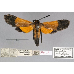 /filer/webapps/moths/media/images/H/hemichrysa_Pompostola_ST_OUMNH_01.jpg