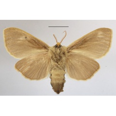 /filer/webapps/moths/media/images/S/simplex_Antheua_A_MGCLb_01.JPG